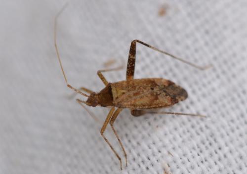 Réf. 326 157 : Phytocoris ulmi